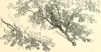 An illustration from Studies of trees in pencil and in water colors (1895)