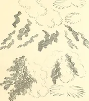 An illustration from Studies of trees in pencil and in water colors (1895)