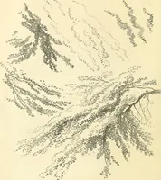 An illustration from Studies of trees in pencil and in water colors (1895)