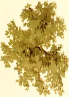 An illustration from Studies of trees in pencil and in water colors (1895)