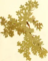 An illustration from Studies of trees in pencil and in water colors (1895)