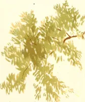 An illustration from Studies of trees in pencil and in water colors (1895)