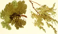 An illustration from Studies of trees in pencil and in water colors (1895)