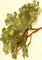 An illustration from Studies of trees in pencil and in water colors (1895)