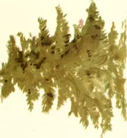 An illustration from Studies of trees in pencil and in water colors (1895)