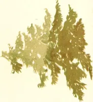 An illustration from Studies of trees in pencil and in water colors (1895)