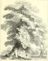 An illustration from Studies of trees in pencil and in water colors (1895)