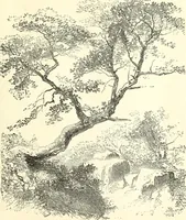 An illustration from Studies of trees in pencil and in water colors (1895)
