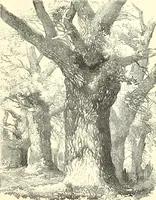 An illustration from Studies of trees in pencil and in water colors (1895)