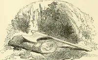 An illustration from Studies of trees in pencil and in water colors (1895)