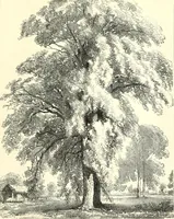 An illustration from Studies of trees in pencil and in water colors (1895)