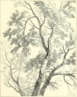 An illustration from Studies of trees in pencil and in water colors (1895)