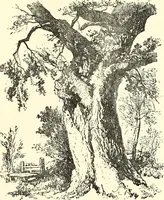 An illustration from Studies of trees in pencil and in water colors (1895)