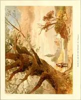 An illustration from Studies of trees in pencil and in water colors (1895)