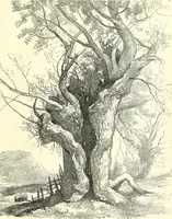 An illustration from Studies of trees in pencil and in water colors (1895)