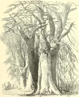 An illustration from Studies of trees in pencil and in water colors (1895)