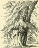 An illustration from Studies of trees in pencil and in water colors (1895)
