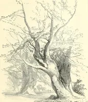 An illustration from Studies of trees in pencil and in water colors (1895)
