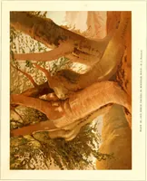 Picture 36 of 38 from Studies of trees in pencil and in water colors (1895), leaf 54