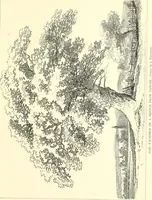 An illustration from Studies of trees in pencil and in water colors (1895)