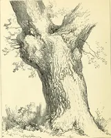 An illustration from Studies of trees in pencil and in water colors (1895)