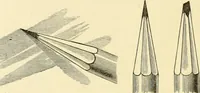 An illustration from Studies of trees in pencil and in water colors (1895)