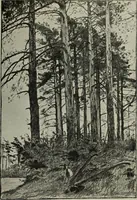 An illustration from Studio international (1893)