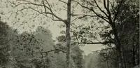 Picture 94 of 387 from Studio international (1893), leaf 99
