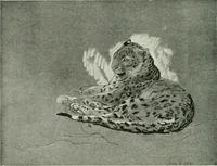 An illustration from Studio international (1893)