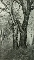 An illustration from Studio international (1893)