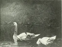 An illustration from Studio international (1893)