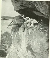 An illustration from Studio international (1893)