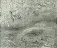An illustration from Studio international (1893)