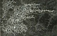 An illustration from Studio international (1893)