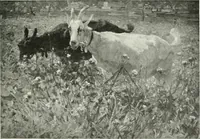 An illustration from Studio international (1893)