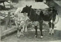An illustration from Studio international (1893)