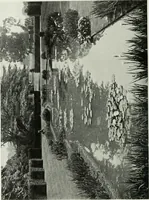 An illustration from Studio international (1893)