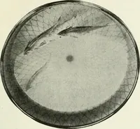 An illustration from Studio international (1893)