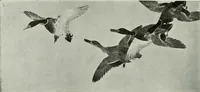 An illustration from Studio international (1893)