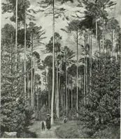 An illustration from Studio international (1893)
