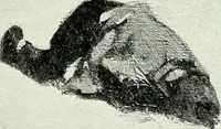 An illustration from Studio international (1893)