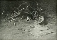 An illustration from Studio international (1893)