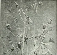 An illustration from Studio international (1893)