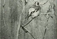 An illustration from Studio international (1893)