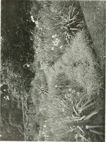 An illustration from Studio international (1893)