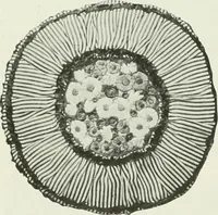 An illustration from Studio international (1893)
