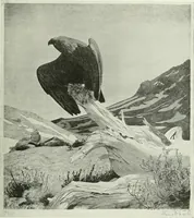 An illustration from Studio international (1893)