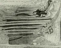 An illustration from Studio international (1893)