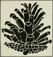 An illustration from Studio international (1893)