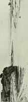 An illustration from Studio international (1893)